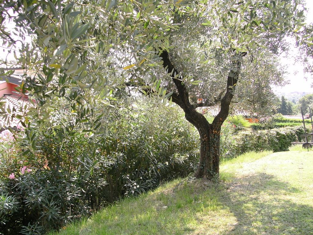B&B Agli Ulivi Manerba del Garda Extérieur photo